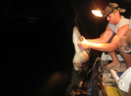 alligator hunting