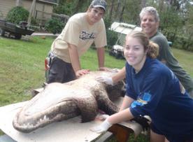 alligator hunting